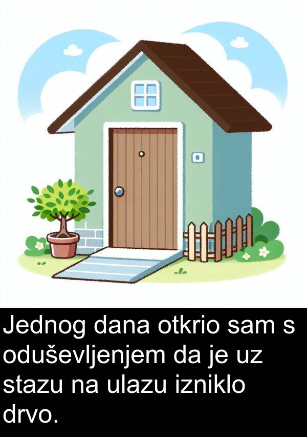 dana: Jednog dana otkrio sam s oduševljenjem da je uz stazu na ulazu izniklo drvo.