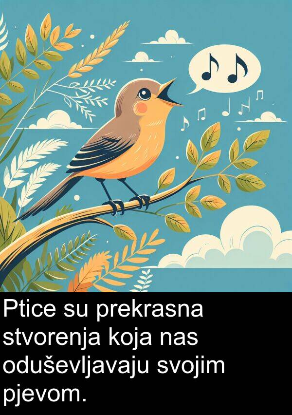 nas: Ptice su prekrasna stvorenja koja nas oduševljavaju svojim pjevom.