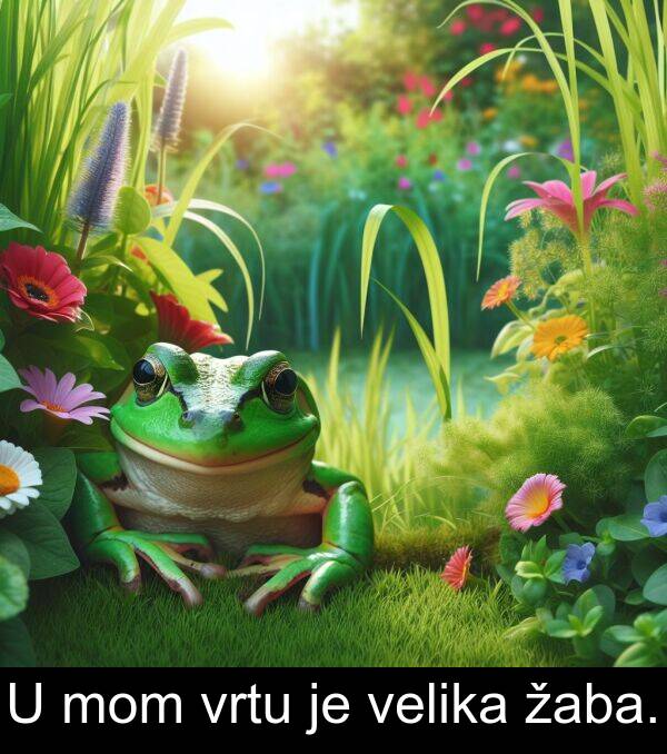žaba: U mom vrtu je velika žaba.