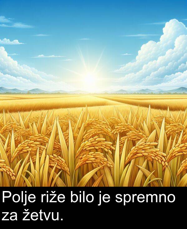 bilo: Polje riže bilo je spremno za žetvu.