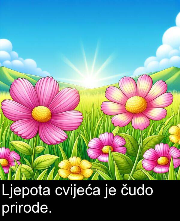 čudo: Ljepota cvijeća je čudo prirode.