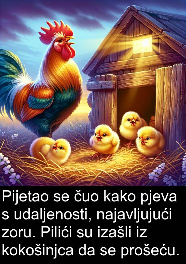 najavljujući: Pijetao se čuo kako pjeva s udaljenosti, najavljujući zoru. Pilići su izašli iz kokošinjca da se prošeću.
