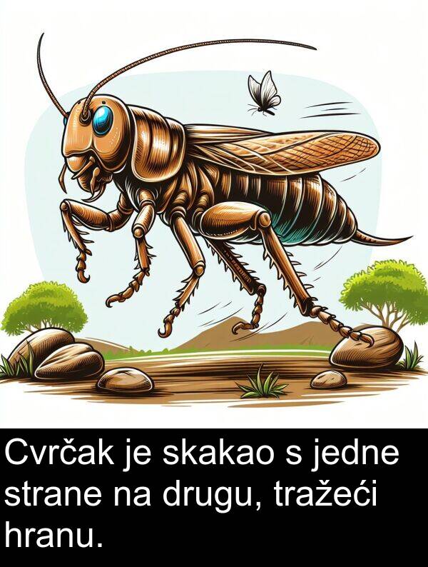 hranu: Cvrčak je skakao s jedne strane na drugu, tražeći hranu.