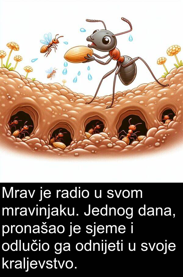 dana: Mrav je radio u svom mravinjaku. Jednog dana, pronašao je sjeme i odlučio ga odnijeti u svoje kraljevstvo.