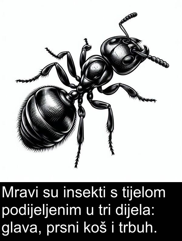 tijelom: Mravi su insekti s tijelom podijeljenim u tri dijela: glava, prsni koš i trbuh.