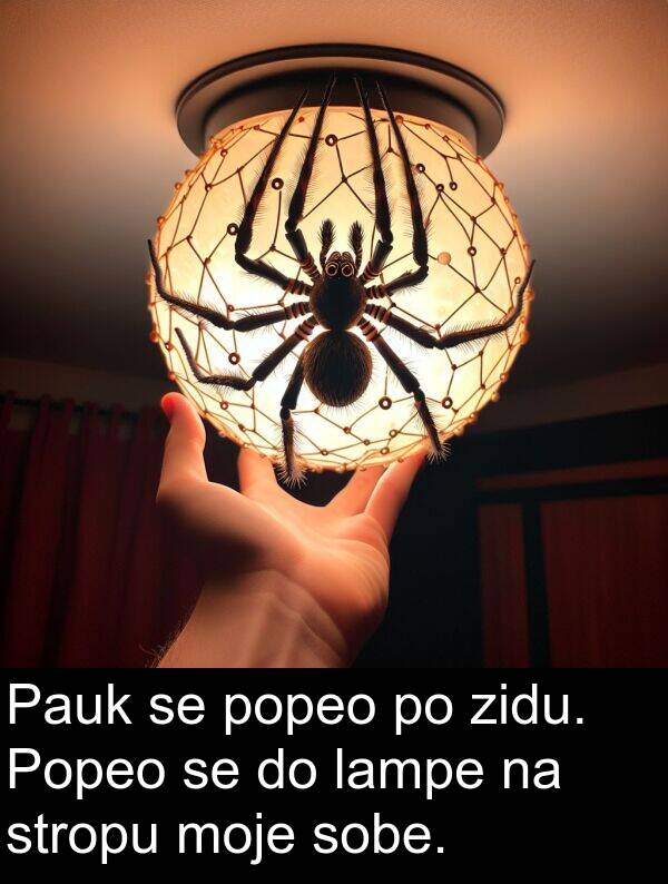 popeo: Pauk se popeo po zidu. Popeo se do lampe na stropu moje sobe.