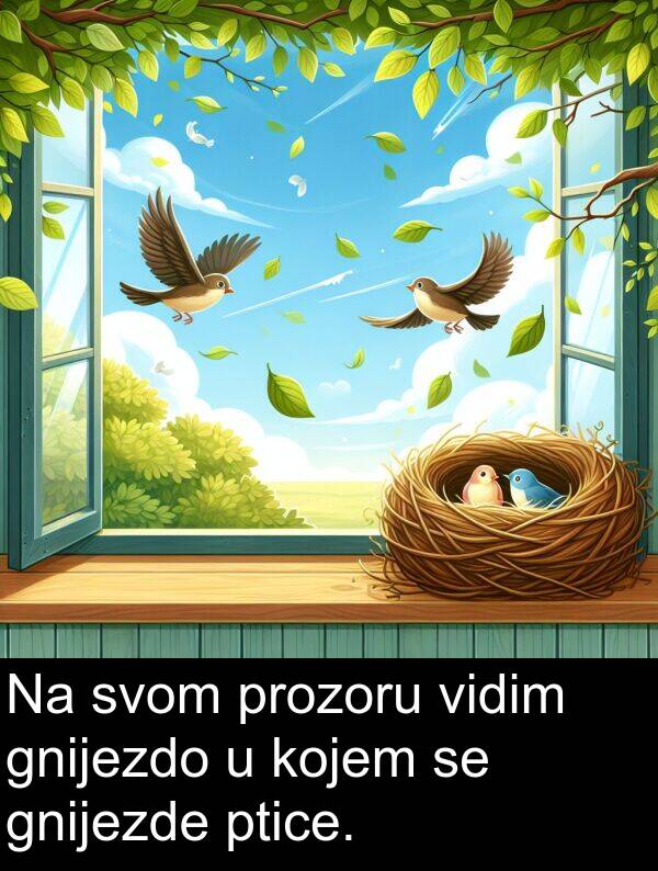 gnijezdo: Na svom prozoru vidim gnijezdo u kojem se gnijezde ptice.