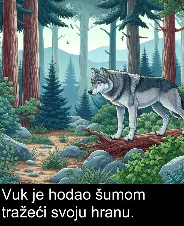 hodao: Vuk je hodao šumom tražeći svoju hranu.