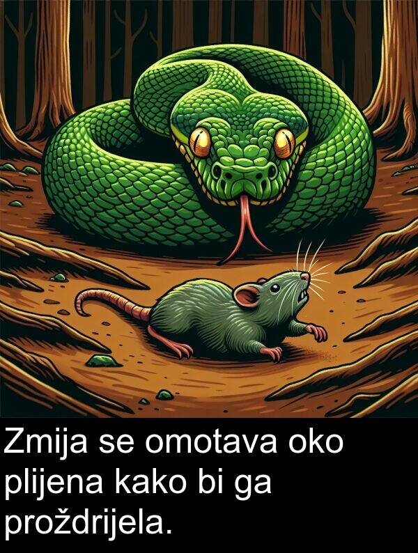 oko: Zmija se omotava oko plijena kako bi ga proždrijela.