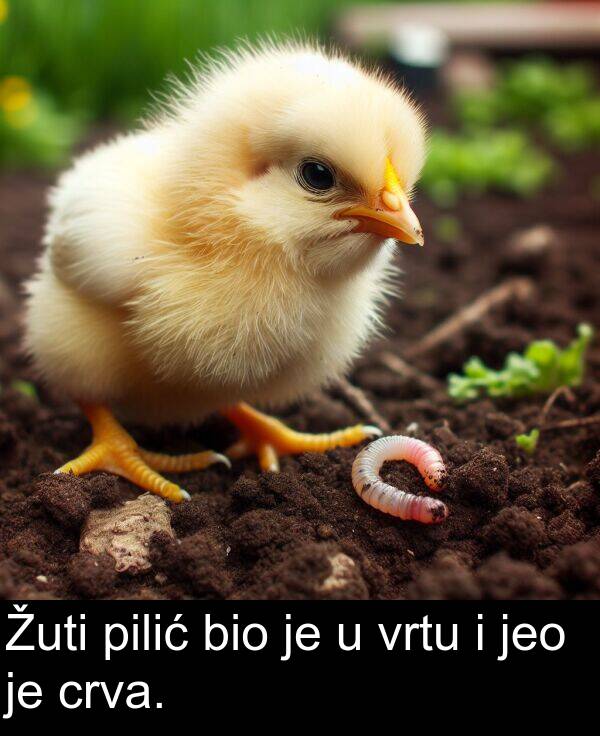 bio: Žuti pilić bio je u vrtu i jeo je crva.