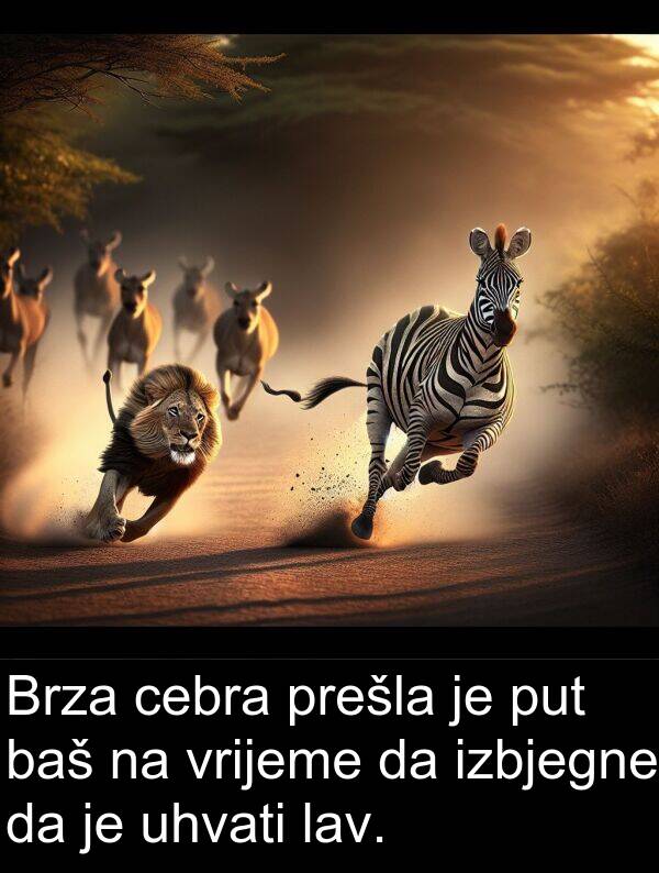 cebra: Brza cebra prešla je put baš na vrijeme da izbjegne da je uhvati lav.