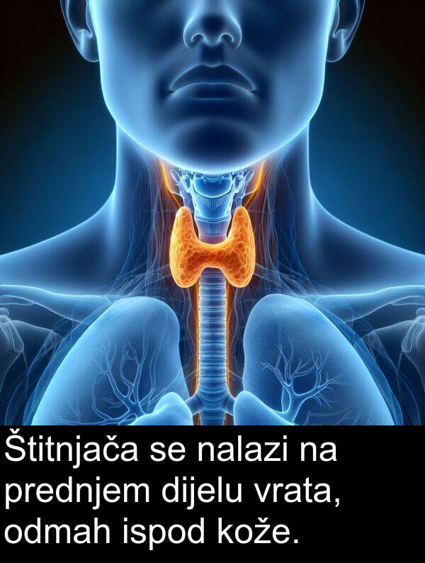 nalazi: Štitnjača se nalazi na prednjem dijelu vrata, odmah ispod kože.