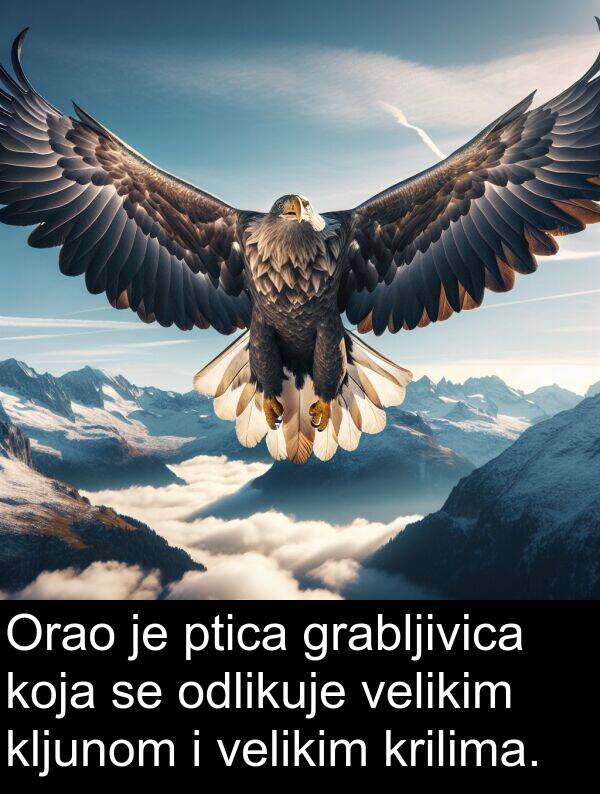 odlikuje: Orao je ptica grabljivica koja se odlikuje velikim kljunom i velikim krilima.