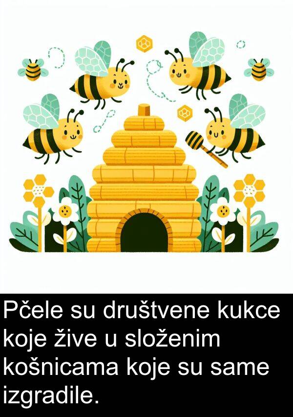 košnicama: Pčele su društvene kukce koje žive u složenim košnicama koje su same izgradile.