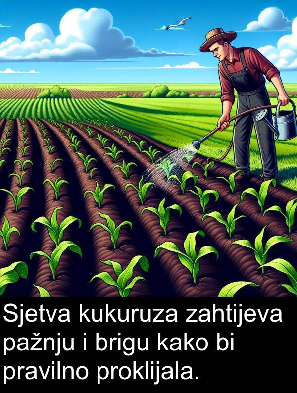 pažnju: Sjetva kukuruza zahtijeva pažnju i brigu kako bi pravilno proklijala.