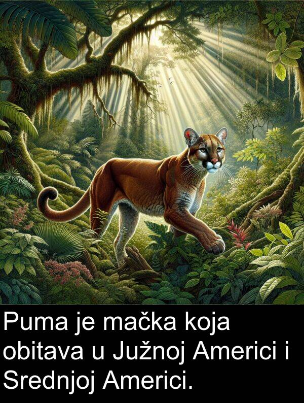 obitava: Puma je mačka koja obitava u Južnoj Americi i Srednjoj Americi.