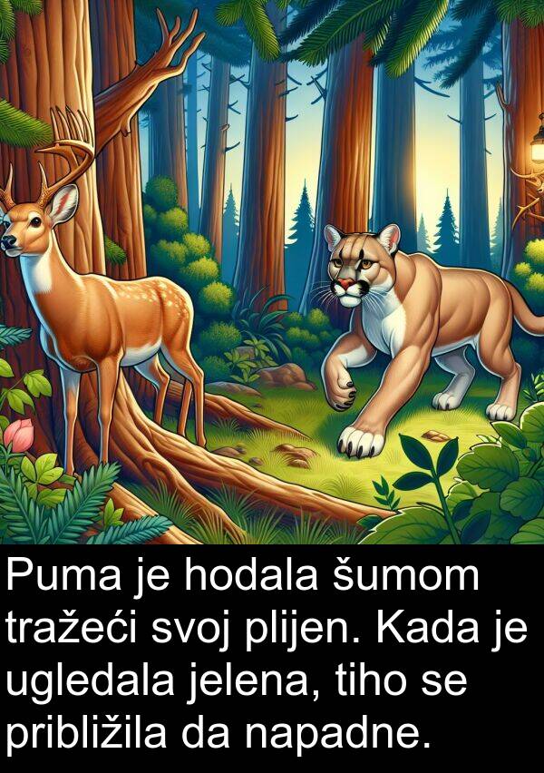 napadne: Puma je hodala šumom tražeći svoj plijen. Kada je ugledala jelena, tiho se približila da napadne.