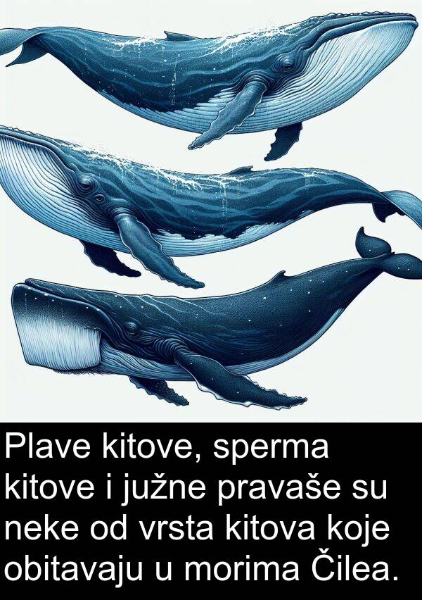 kitove: Plave kitove, sperma kitove i južne pravaše su neke od vrsta kitova koje obitavaju u morima Čilea.