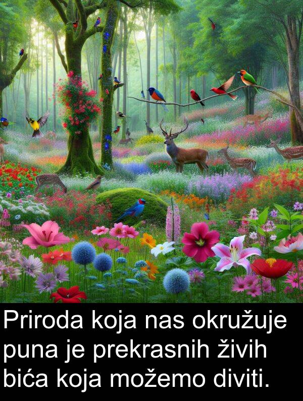 puna: Priroda koja nas okružuje puna je prekrasnih živih bića koja možemo diviti.