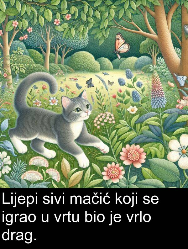 mačić: Lijepi sivi mačić koji se igrao u vrtu bio je vrlo drag.