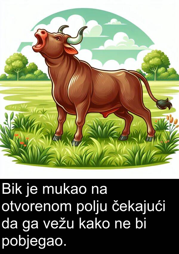 čekajući: Bik je mukao na otvorenom polju čekajući da ga vežu kako ne bi pobjegao.