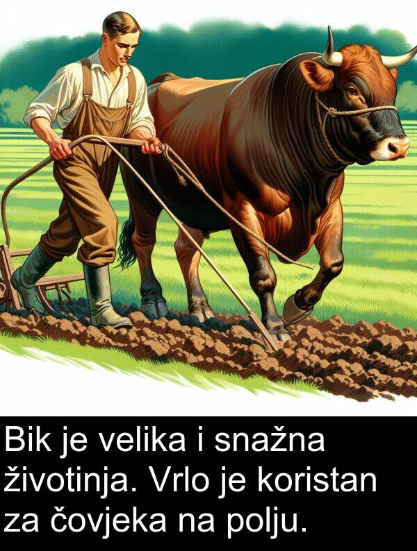 čovjeka: Bik je velika i snažna životinja. Vrlo je koristan za čovjeka na polju.