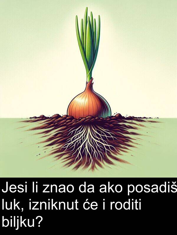 ako: Jesi li znao da ako posadiš luk, izniknut će i roditi biljku?