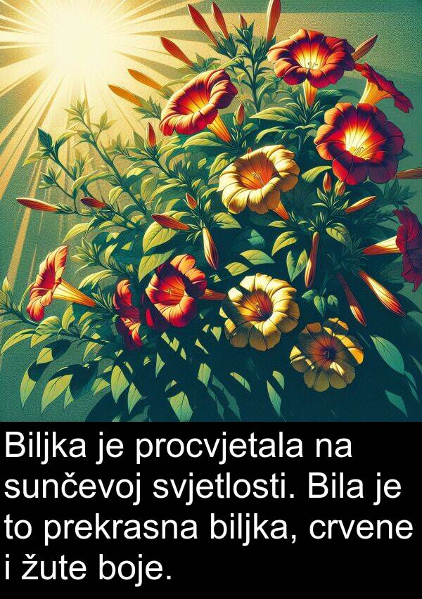 biljka: Biljka je procvjetala na sunčevoj svjetlosti. Bila je to prekrasna biljka, crvene i žute boje.
