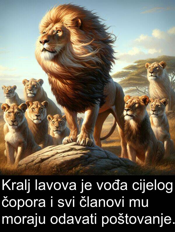 čopora: Kralj lavova je vođa cijelog čopora i svi članovi mu moraju odavati poštovanje.