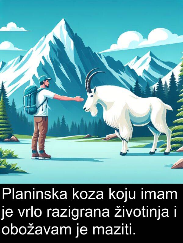 imam: Planinska koza koju imam je vrlo razigrana životinja i obožavam je maziti.