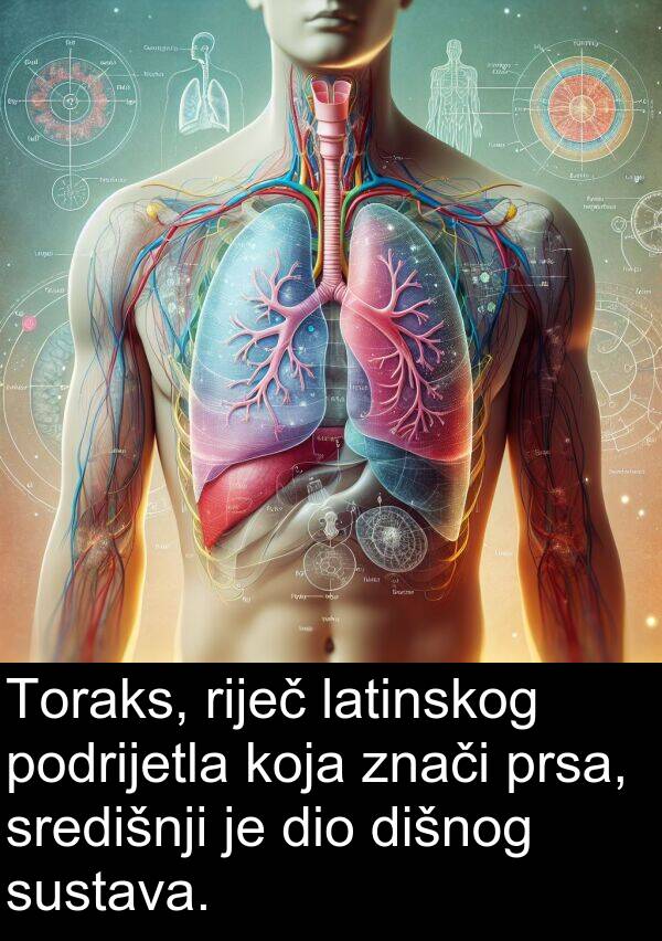 dišnog: Toraks, riječ latinskog podrijetla koja znači prsa, središnji je dio dišnog sustava.