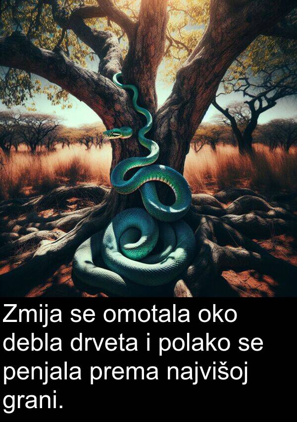 penjala: Zmija se omotala oko debla drveta i polako se penjala prema najvišoj grani.