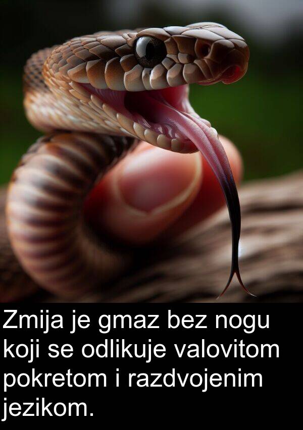 razdvojenim: Zmija je gmaz bez nogu koji se odlikuje valovitom pokretom i razdvojenim jezikom.