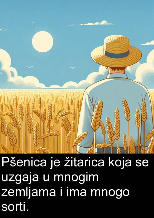 žitarica: Pšenica je žitarica koja se uzgaja u mnogim zemljama i ima mnogo sorti.
