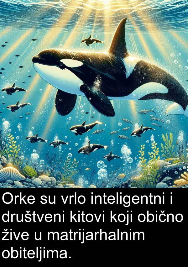 kitovi: Orke su vrlo inteligentni i društveni kitovi koji obično žive u matrijarhalnim obiteljima.