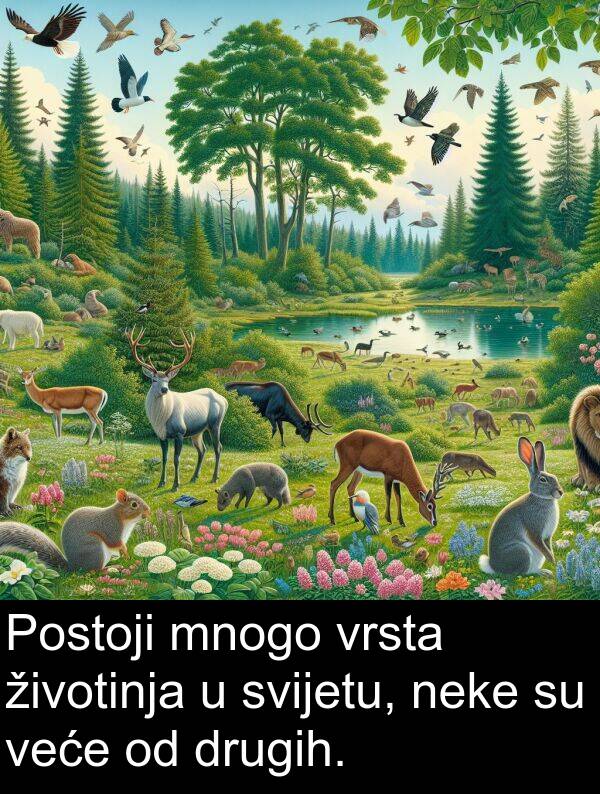 veće: Postoji mnogo vrsta životinja u svijetu, neke su veće od drugih.