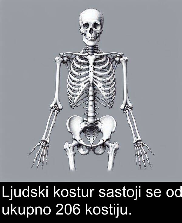 ukupno: Ljudski kostur sastoji se od ukupno 206 kostiju.