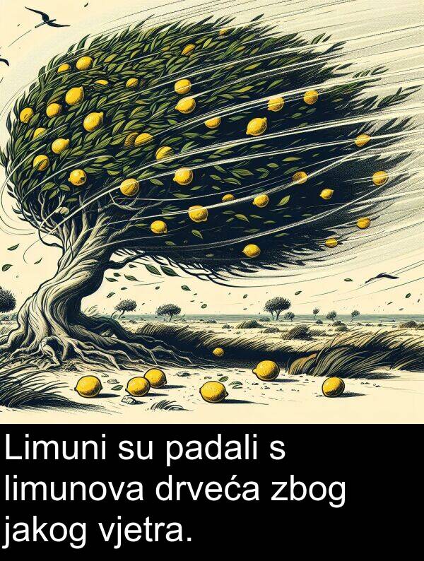 vjetra: Limuni su padali s limunova drveća zbog jakog vjetra.