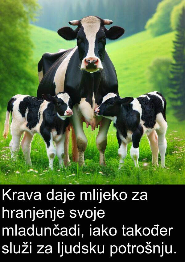 iako: Krava daje mlijeko za hranjenje svoje mladunčadi, iako također služi za ljudsku potrošnju.