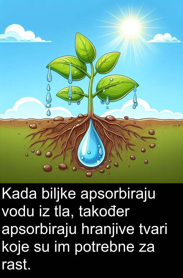 apsorbiraju: Kada biljke apsorbiraju vodu iz tla, također apsorbiraju hranjive tvari koje su im potrebne za rast.