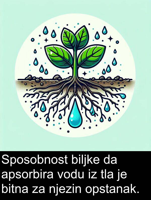 biljke: Sposobnost biljke da apsorbira vodu iz tla je bitna za njezin opstanak.