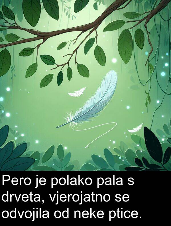 vjerojatno: Pero je polako pala s drveta, vjerojatno se odvojila od neke ptice.