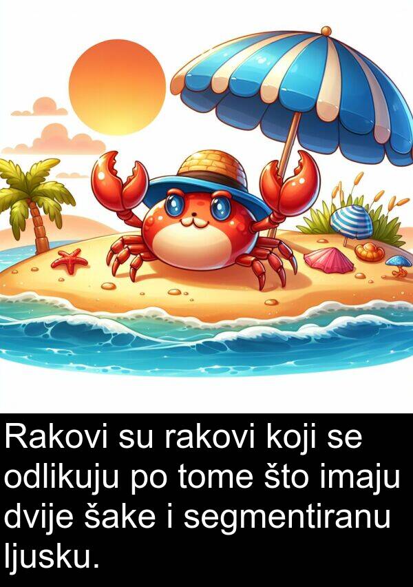 tome: Rakovi su rakovi koji se odlikuju po tome što imaju dvije šake i segmentiranu ljusku.