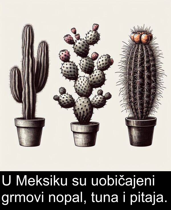 uobičajeni: U Meksiku su uobičajeni grmovi nopal, tuna i pitaja.