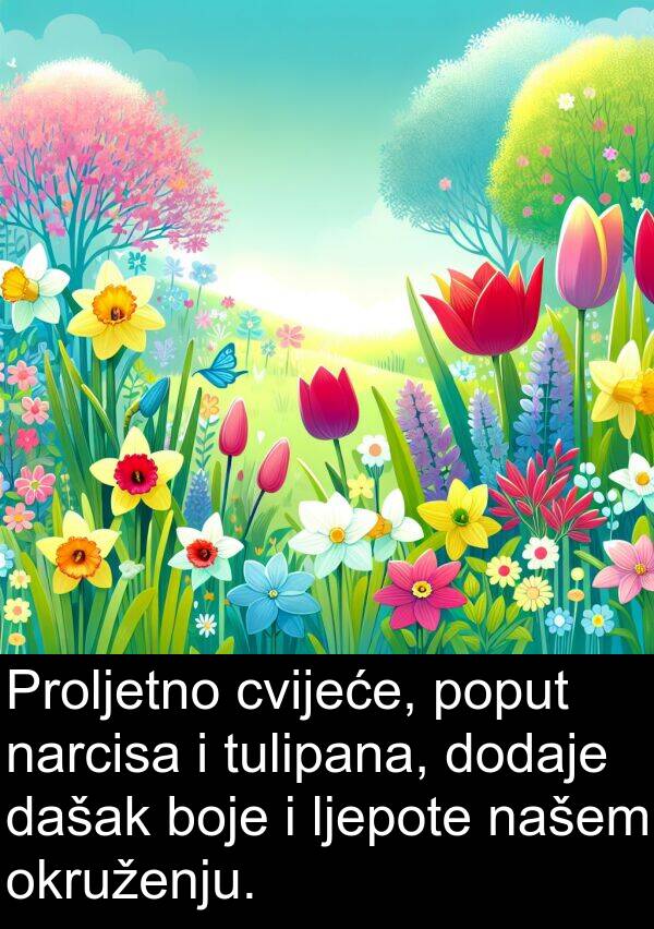 našem: Proljetno cvijeće, poput narcisa i tulipana, dodaje dašak boje i ljepote našem okruženju.