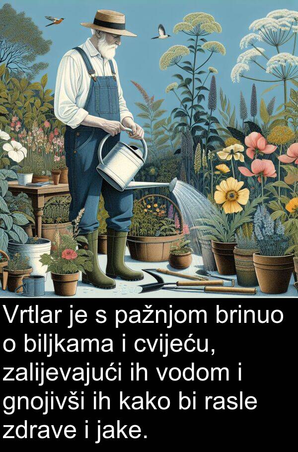 biljkama: Vrtlar je s pažnjom brinuo o biljkama i cvijeću, zalijevajući ih vodom i gnojivši ih kako bi rasle zdrave i jake.