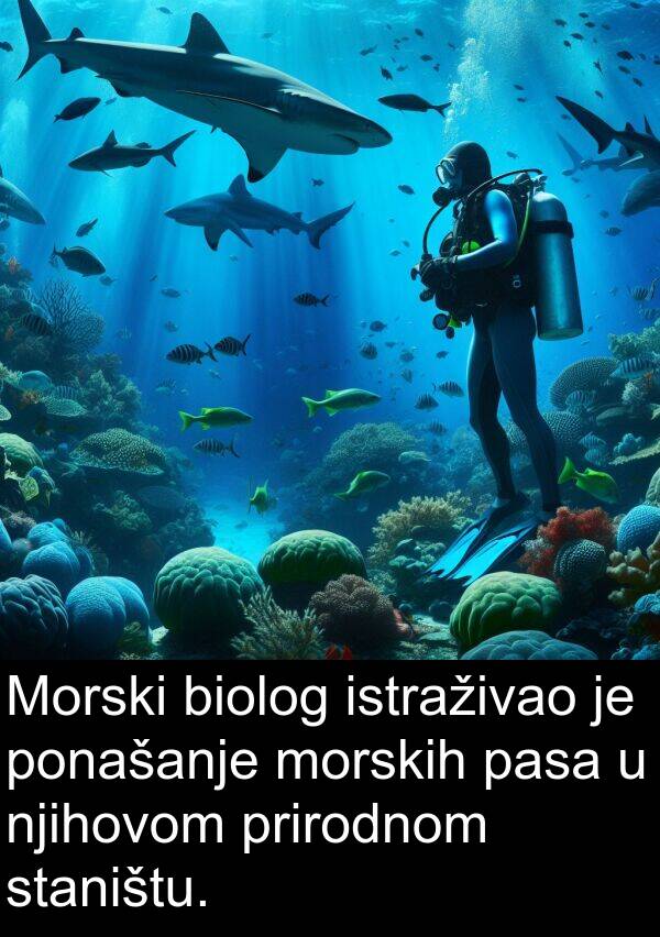 biolog: Morski biolog istraživao je ponašanje morskih pasa u njihovom prirodnom staništu.
