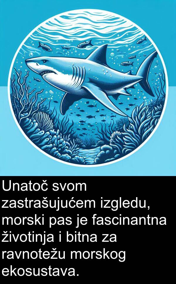 bitna: Unatoč svom zastrašujućem izgledu, morski pas je fascinantna životinja i bitna za ravnotežu morskog ekosustava.