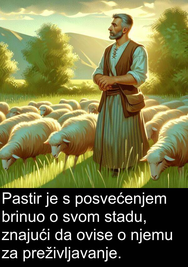 njemu: Pastir je s posvećenjem brinuo o svom stadu, znajući da ovise o njemu za preživljavanje.