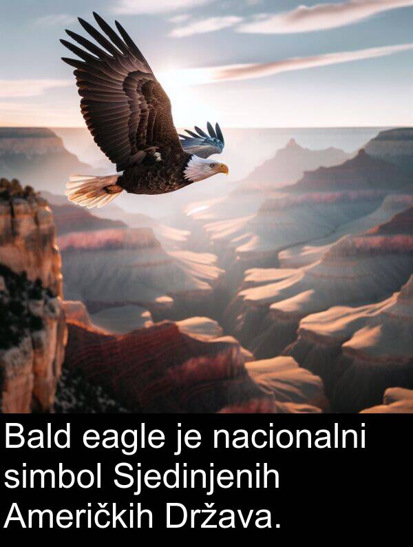 eagle: Bald eagle je nacionalni simbol Sjedinjenih Američkih Država.